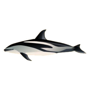 Dusky Dolphin